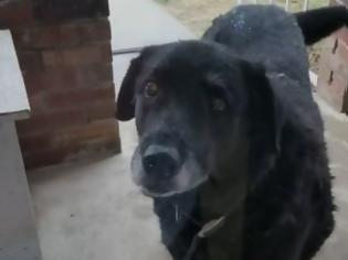 Φωτογραφία για Σκύλος που είχε χαθεί επέστρεψε στην οικογένειά του 10 χρόνια μετά!