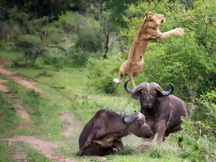 Φωτογραφία για Βουβάλι κάνει επίδειξη δύναμης σε λιοντάρι - Το σηκώνει 5 μέτρα στον αέρα! Δείτε το εκπληκτικό βίντεο