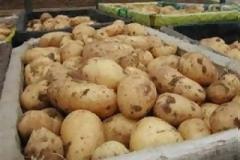 Έλεχγοι για τον εντοπισμό παράνομα ελληνοποιημένης πατάτας