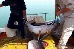 Τόνος με ραδιενέργεια στην Καλιφόρνια
