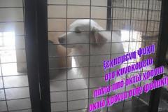Σκύλος ζει σε φυλακή ΟΚΤΩ χρόνια. Μπορείτε να βοηθήσετε;