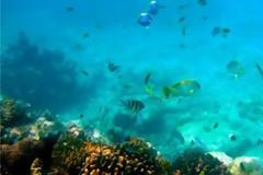 Υποβρύχιο μουσείο για τη μελέτη της θαλάσσιας ζωής