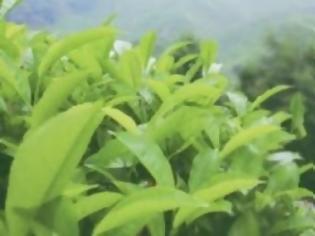 Φωτογραφία για Με εξαφάνιση κινδυνεύει το τσάι του βουνού