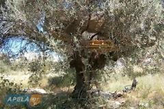 Στη Σπάρτη υπάρχουν άνθρωποι που κοιμούνται πάνω στα δέντρα!