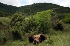 Ακρωτηριασμένη αρκούδα σε δασική περιοχή της Φλώρινας