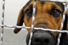 Αλλοδαποί σφαγιάζουν και τρώνε τα ζώα της Αθήνας