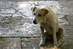 Ελληνική Φιλοζωική Εταιρεία: μετανάστες σκοτώνουν αδέσποτα στην Αθήνα για να φάνε