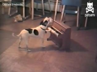 Φωτογραφία για VIDEO: Σκύλος παίζει πιάνο και τραγουδά!
