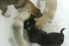 VIDEO: Κουτάβια παίζουν γύρω-γώρω όλοι ενώ τρώνε!