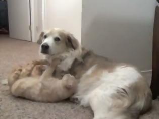 Φωτογραφία για ΑΠΙΣΤΕΥΤΟ VIDEO: Γατούλα εκφράζει την αγάπη της σε σκύλο!