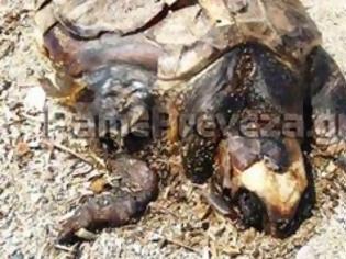 Φωτογραφία για Εικόνες ντροπής! Σαπίζει η νεκρή χελώνα στην παραλία στο Μονολίθι στην Πρέβεζα