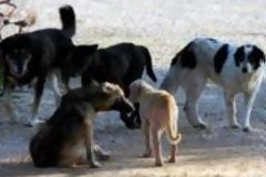 Καταγγελία σοκ για αλλοδαπούς που τρώνε αδέσποτα!