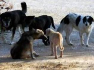 Φωτογραφία για Καταγγελία σοκ για αλλοδαπούς που τρώνε αδέσποτα!