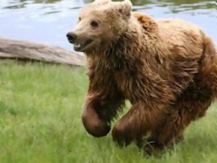 Φωτογραφία για Λαθροκυνηγοί σκότωσαν και ακρωτηρίασαν αρκούδα στη Φλώρινα