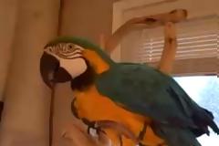 Ξεκαρδιστικό video: Δεν έχετε ξανακούσει παπαγάλο να γελάει έτσι