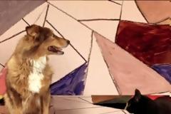 VIDEO: Σκύλος και γάτα... τραγουδούν το Somebody that i used to know