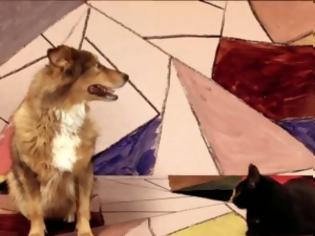 Φωτογραφία για VIDEO: Σκύλος και γάτα... τραγουδούν το Somebody that i used to know