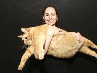 Φωτογραφία για Αυτή είναι η πιο χοντρή γάτα του κόσμου;