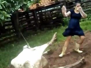 Φωτογραφία για VIDEO: Αγελάδα γεννάει και δίνει κλωτσιά σε γυναίκα που την ακουμπάει