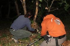 Απεγκλωβίστηκε αρκούδα στα Τρίκαλα