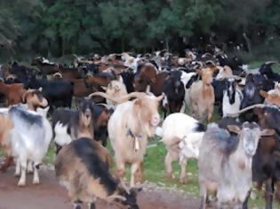 Φωτογραφία για Μας κλέβουν τα ζώα, φωνάζουν οι κτηνοτρόφοι στα σύνορα!