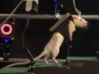 Φωτογραφία για Ρομπότ βοηθά παράλυτα ποντίκια να περπατήσουν