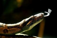 Λαμία: Πήγε να ταΐσει το καναρίνι και βρήκε το φίδι στο κλουβί!
