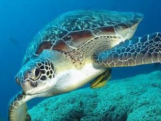 Φωτογραφία για Θαλάσσια χελώνα βρέθηκε νεκρή στο Ναύπλιο