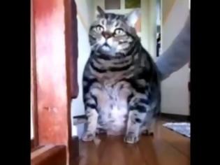 Φωτογραφία για Πώς μια χοντρούλα γάτα καθαρίζει το πάτωμα! [Video]