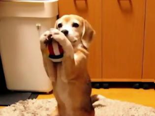 Φωτογραφία για Αυτός ο σκύλος ετοιμάζεται να γίνει τερματοφύλακας! [Video]