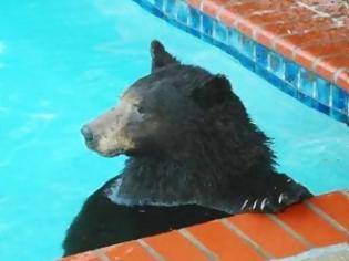 Φωτογραφία για Αρκούδα κολυμπάει στην πισίνα ιδιωτικής κατοικίας!