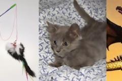 Τι βλέπεις εσύ vs τι βλέπουν τα ζώα