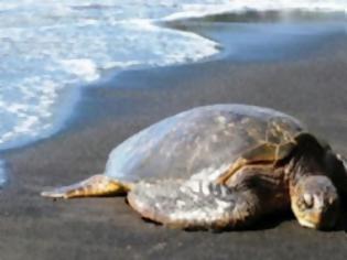 Φωτογραφία για Νεκρή η θαλάσσια χελώνα που εντοπίστηκε στο Θερμαϊκό