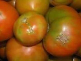 Φωτογραφία για Το έντομο που απειλεί την ντομάτα εμφανίστηκε ξανά στη Μεσσηνία
