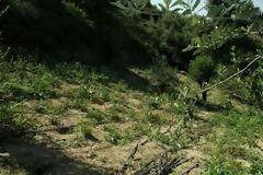 Φυτεία 580 δενδρυλλίων με όλα τα... κομφόρ στον Κρουσώνα
