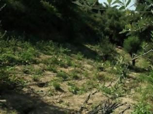 Φωτογραφία για Φυτεία 580 δενδρυλλίων με όλα τα... κομφόρ στον Κρουσώνα