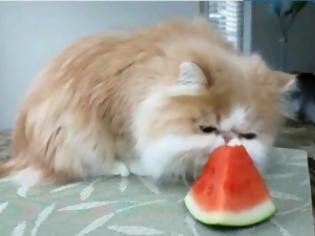 Φωτογραφία για VIDEO: Μια γάτα εθισμένη στο καρπούζι!