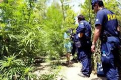 Λήμνος: Εντοπίστηκε φυτεία με χασισόδεντρα