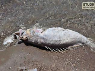 Φωτογραφία για Παράξενο ψάρι σε παραλία του Ναυπλίου