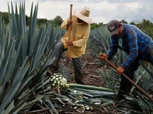 Φωτογραφία για Παγκόσμια έλλειψη σε τεκίλα. Η παραγωγή Αγαύης στο Μεξικό δεν μπορεί να καλύψει την ζήτηση