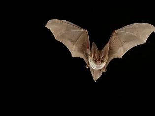 Φωτογραφία για Οι επιστήμονες ψάχνουν στις νυχτερίδες το μυστικό της μακροζωίας