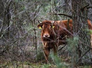 Φωτογραφία για Αγελάδα το «έσκασε» στο δρόμο για το σφαγείο και κρύβεται εδώ και ένα μήνα στο δάσος!
