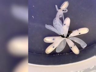 Φωτογραφία για Βίντεο: Η μοναδική στιγμή της γέννησης ενός χταποδιού