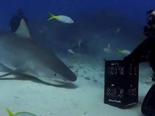Φωτογραφία για Παίζει με καρχαρία μέσα στον ωκεανό χωρίς προστατευτικό και σοκάρει [video]