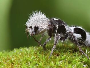 Φωτογραφία για Δείτε το «φονιά αγελάδων»: Το μυρμήγκι που μοιάζει με πάντα και... δεν είναι μυρμήγκι!