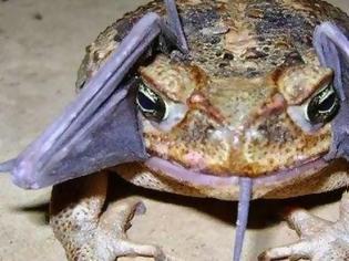 Φωτογραφία για Δεν μπορείτε να φανταστείτε τι έχει ο βάτραχος στο στόμα του  [photo]