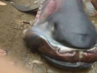 Φωτογραφία για Καρχαρίας Megamouth: Ένα σπάνιο και τρομακτικό είδος!