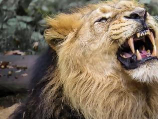 Φωτογραφία για Αγέλη λιονταριών κατασπάραξε λαθροκυνηγό σε καταφύγιο της Νότιας Αφρικής