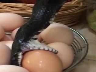 Φωτογραφία για Tι συμβαίνει όταν ένα μαύρο φίδι βρει αυγά; [video]