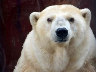 Φωτογραφία για Πέθανε η Αμντέρμα, η γηραιότερη λευκή αρκούδα της Ρωσίας
